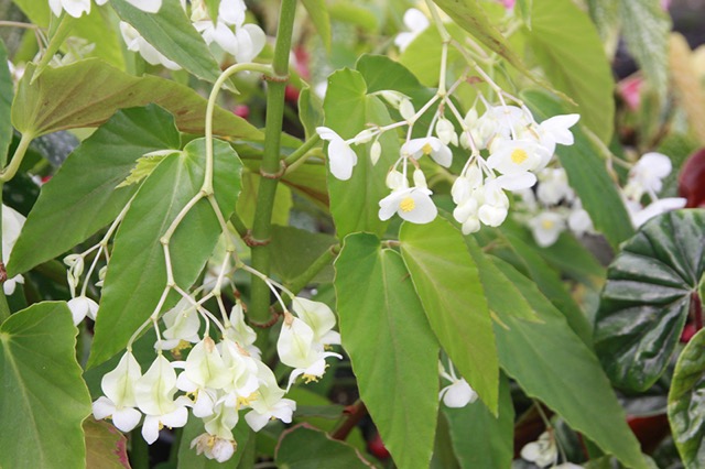 B. ‘Kinunohikari’